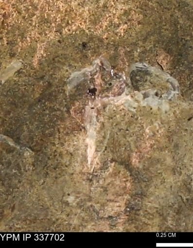 undet. Mollusca