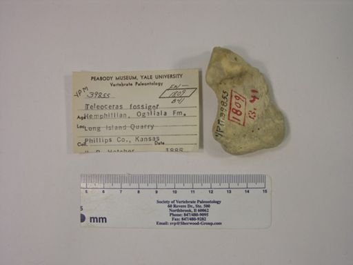 Teleoceras fossiger