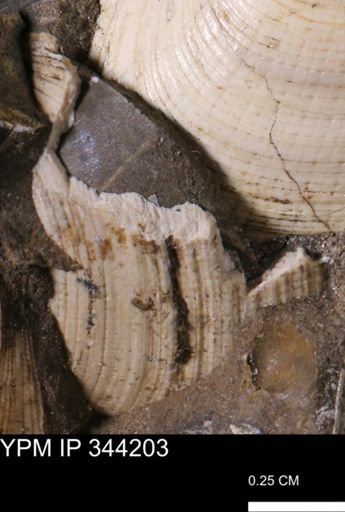 Limopsis striatopunctatus