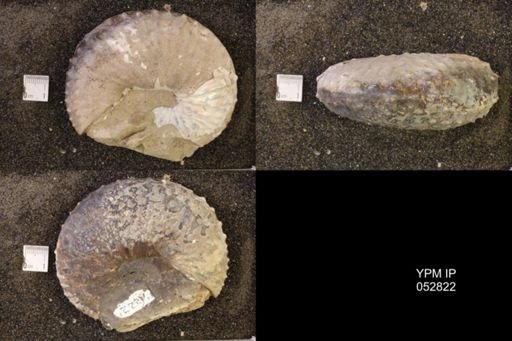 Discoscaphites gulosus