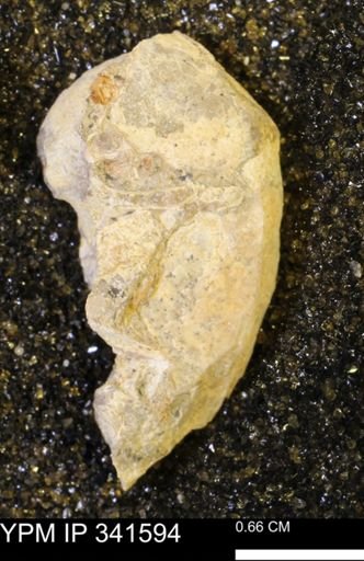 Scaphites sp.