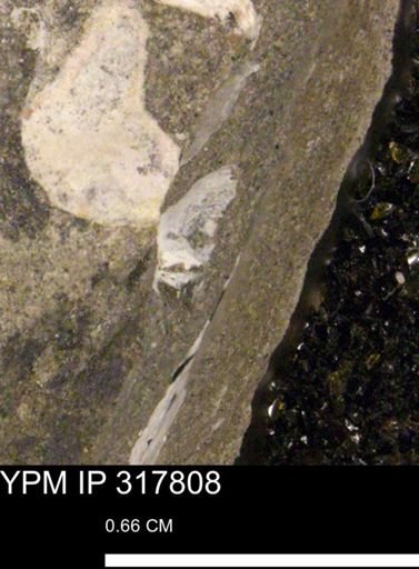 undet. Bivalvia