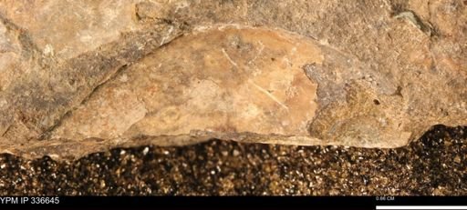 undet. Ammonoidea