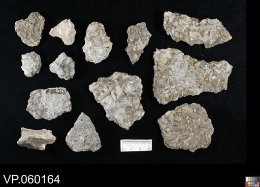 undet. Actinopterygii