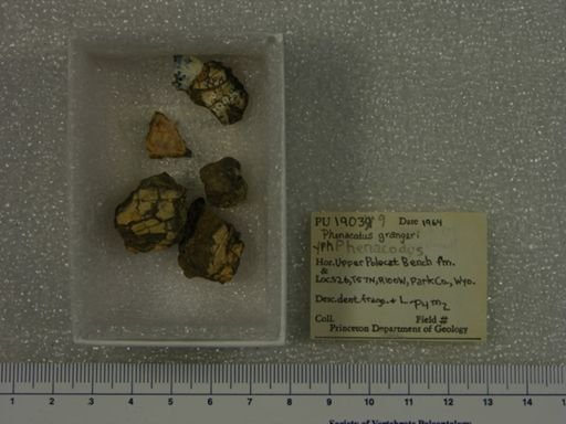 Phenacodus grangeri