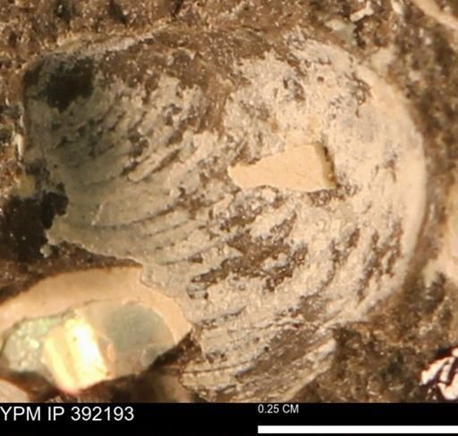 Protocardia sp.