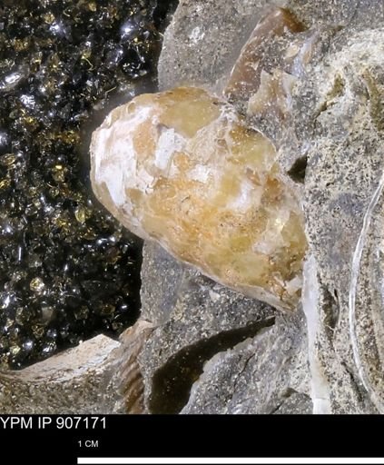 undet. Scaphitidae