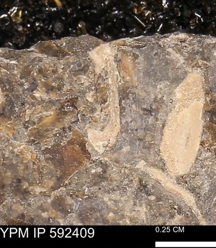 undet. Bivalvia