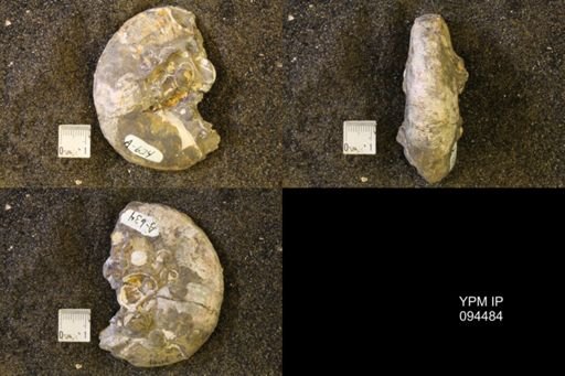 Hoploscaphites nicolletii
