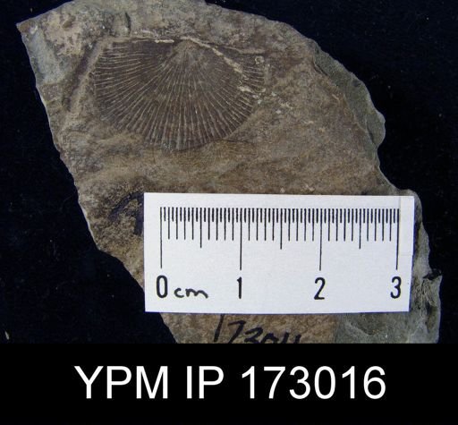 Nervostrophia nervosa