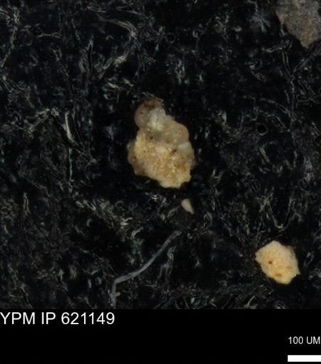 undet. Foraminiferida