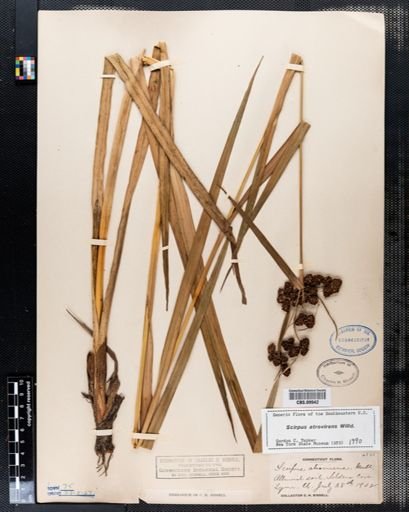 Scirpus atrovirens