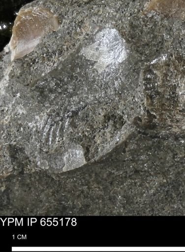 Oxytoma (Hypoxytoma) nebrascana