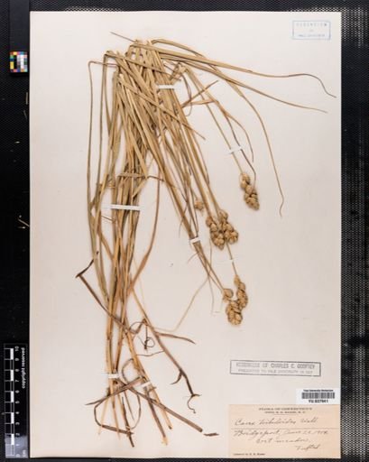 Carex tribuloides
