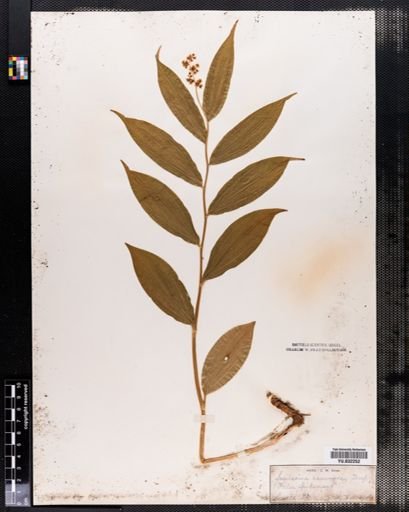 Maianthemum