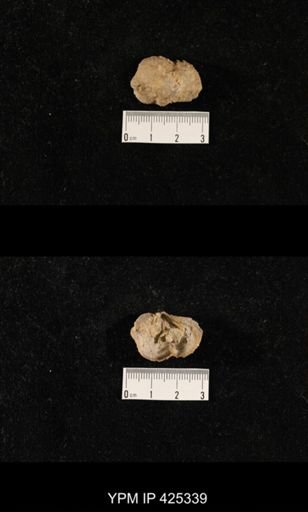 undet. Productidae