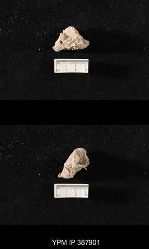 Hercosia sp.