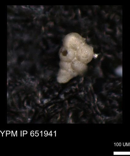 undet. Heterohelicidae