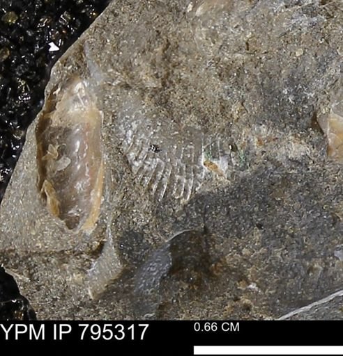 Oxytoma (Hypoxytoma) nebrascana