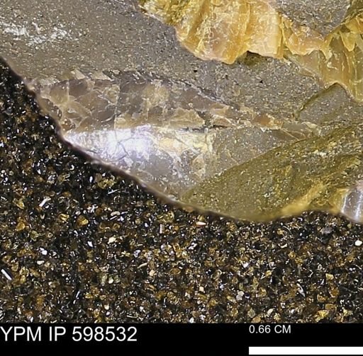 Inoceramus sp.
