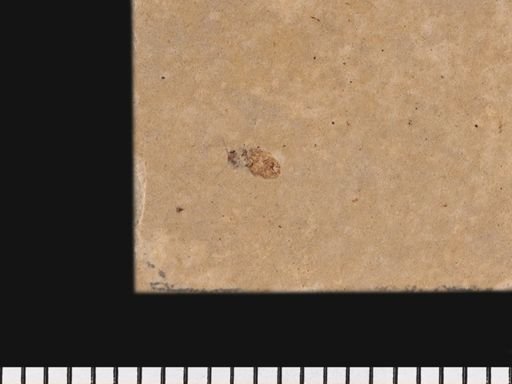 Coleoptera?