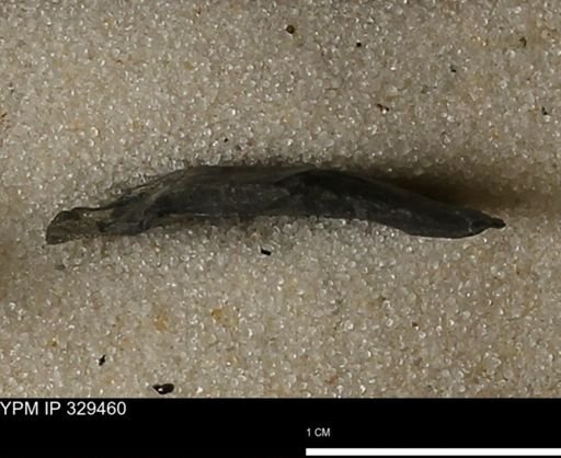 Stropheodonta demissa