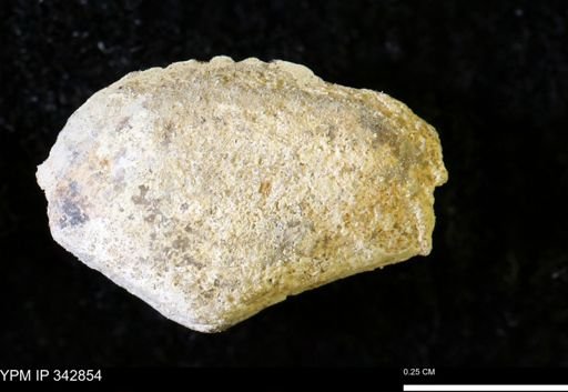 Nuculana sp.