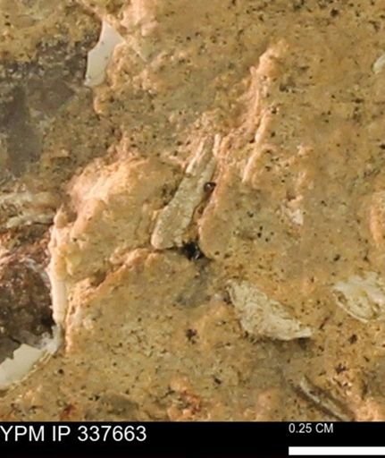 undet. Mollusca