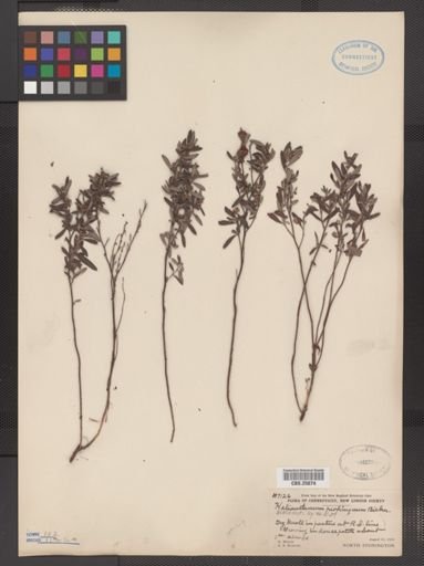 Helianthemum propinquum