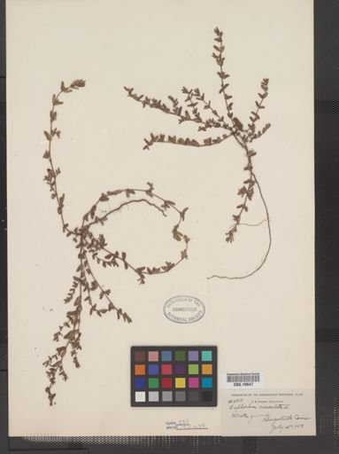 Euphorbia maculata