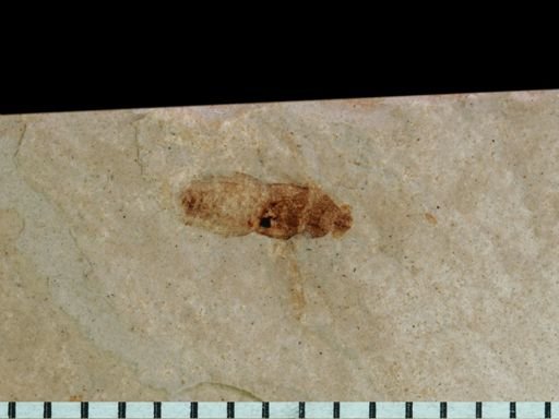 Apoidea?
