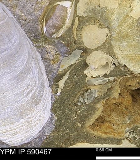 undet. Mollusca