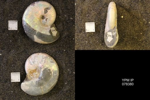 Hoploscaphites nicolletii