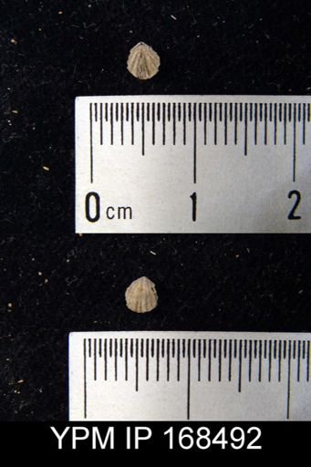 Anoplotheca concava
