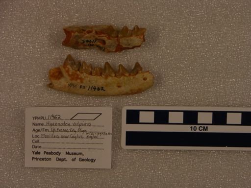 Hyaenodon exiguus