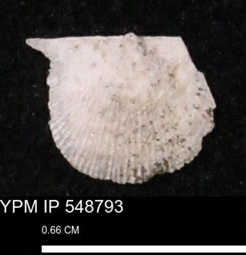 Stropheodonta perplana