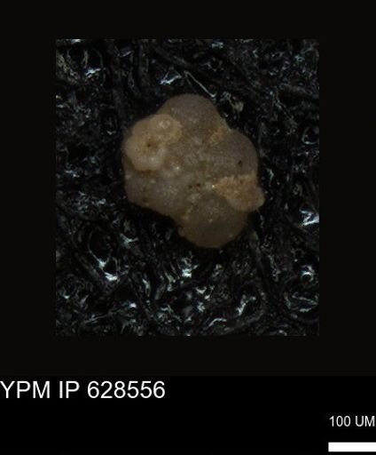 undet. Foraminiferida