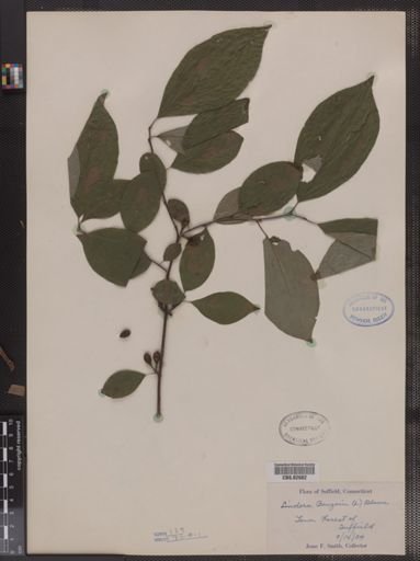 Lindera benzoin