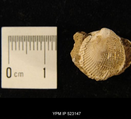 Cardium speciosum
