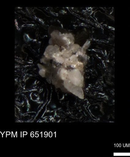 undet. Foraminiferida
