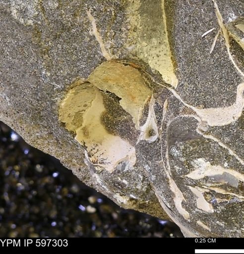Limopsis striatopunctatus