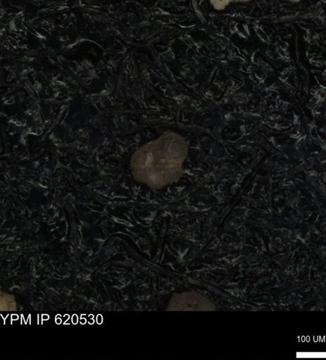 undet. Rugoglobigerinidae