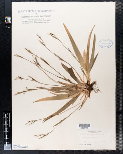 Carex platyphylla