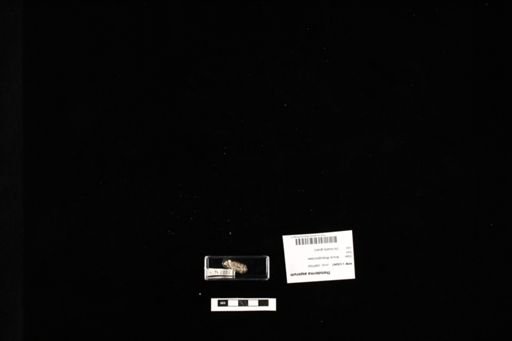 Theloderma asperum
