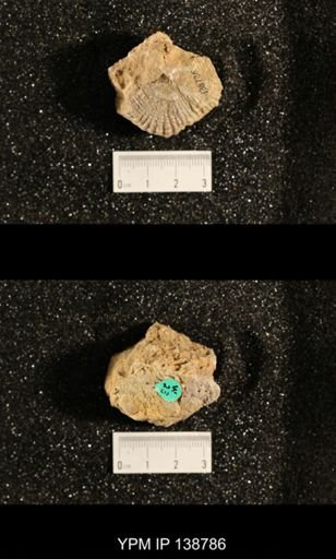 Productus (Dictyoclostus) subcostatus