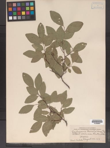 Gaylussacia baccata