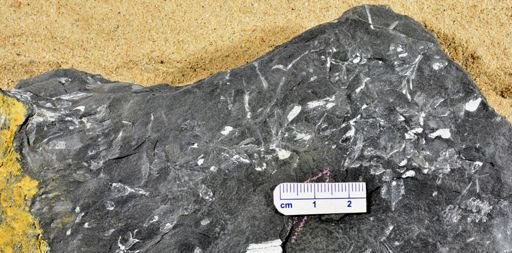 Sphenophyllum sp.