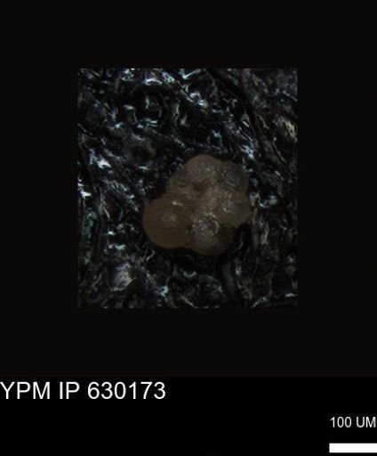 undet. Foraminiferida