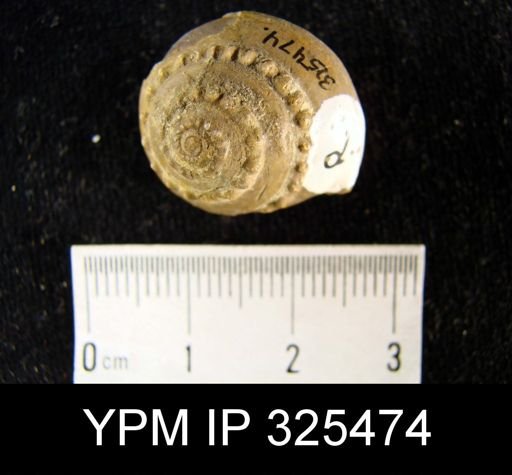 Trepospira