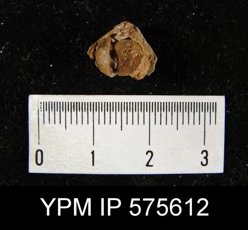 undet. Rhynchonelliformea